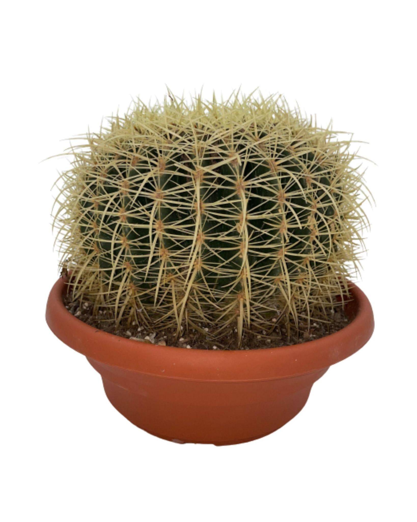 Cactus Echinocactus Grusonii en Pot- La Green Touch - Image 1