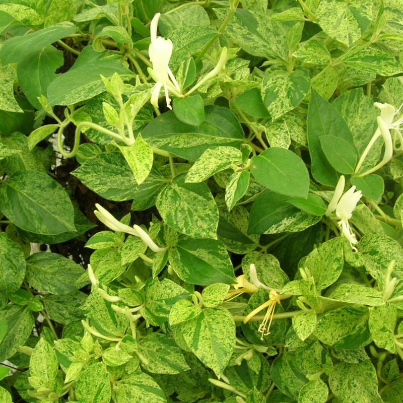 Chèvrefeuille du Japon Mint Crisp® à fleurs Jaune - feuillage Semi-Persistant - Godet - 5/10 cm-  hauteur à maturité De 3,00 m à 5,00 m - Image 1