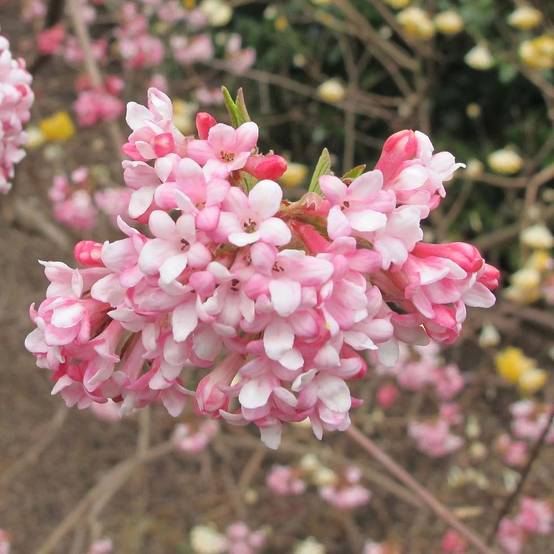 Promesse de Fleurs - Viorne d'hiver - Viburnum bodnantense Dawn Pot de 6L/7L - Image 1