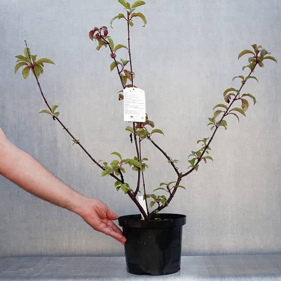 Promesse de Fleurs - Viorne d'hiver - Viburnum bodnantense Dawn Pot de 6L/7L - Image 2