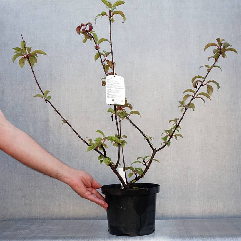 Promesse de Fleurs - Viorne d'hiver - Viburnum bodnantense Dawn Pot de 6L/7L - Image 2