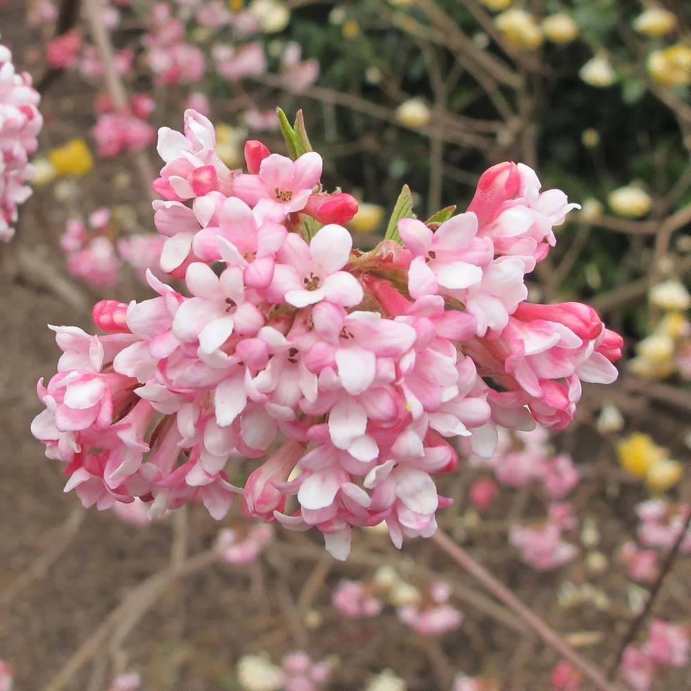 Promesse de Fleurs - Viorne d'hiver - Viburnum bodnantense Dawn Pot de 7,5L/10L