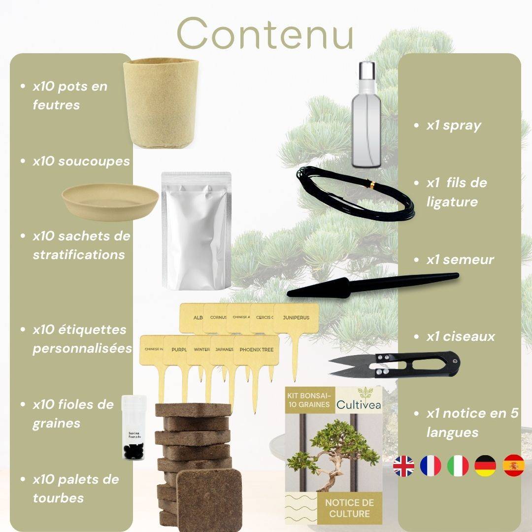 Cultivea - Kit 10 Bonsaïs à faire pousser avec accessoires | Idée Cadeau Noël - Image 3
