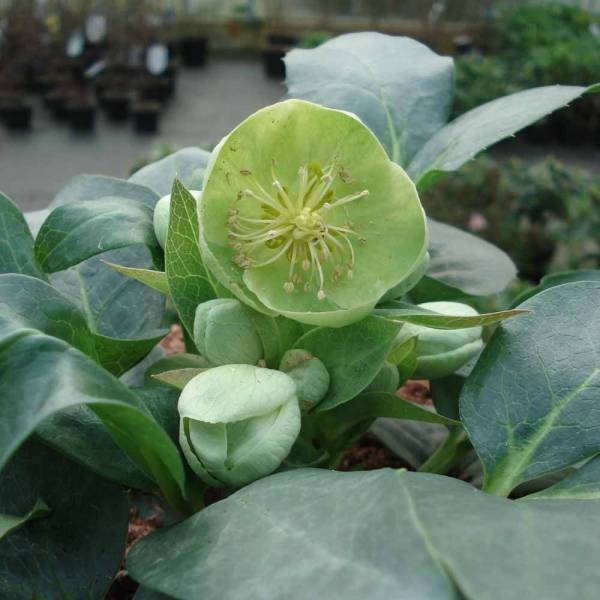 Promesse de Fleurs - Hellébore sternii Remi - Helleborus (x) sternii Pot de 12 cm / 13 cm