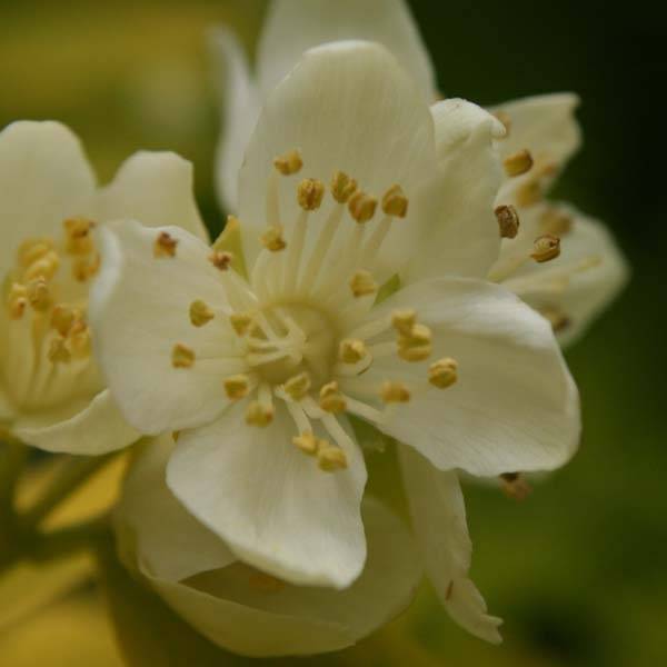 Promesse de Fleurs - Cornus alba Aurea - Cornouiller blanc Godet de 8/9 cm - Image 1