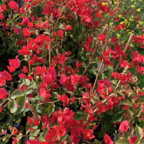 0 - Bougainvillier vera rouge  Pot de 5 litres - 160/180 cm