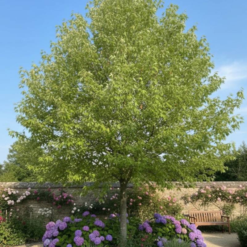 Érable argenté Wieri, Acer saccharinum à fleurs Rouge - feuillage Caduc - Pot de 30L - Tige 8/10 - 175/200 cm-  hauteur à maturité Plus de 20 m - Image 2