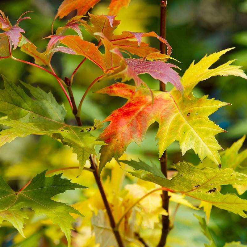 Érable argenté Wieri, Acer saccharinum à fleurs Rouge - feuillage Caduc - Pot de 30L - Tige 8/10 - 175/200 cm-  hauteur à maturité Plus de 20 m - Image 1