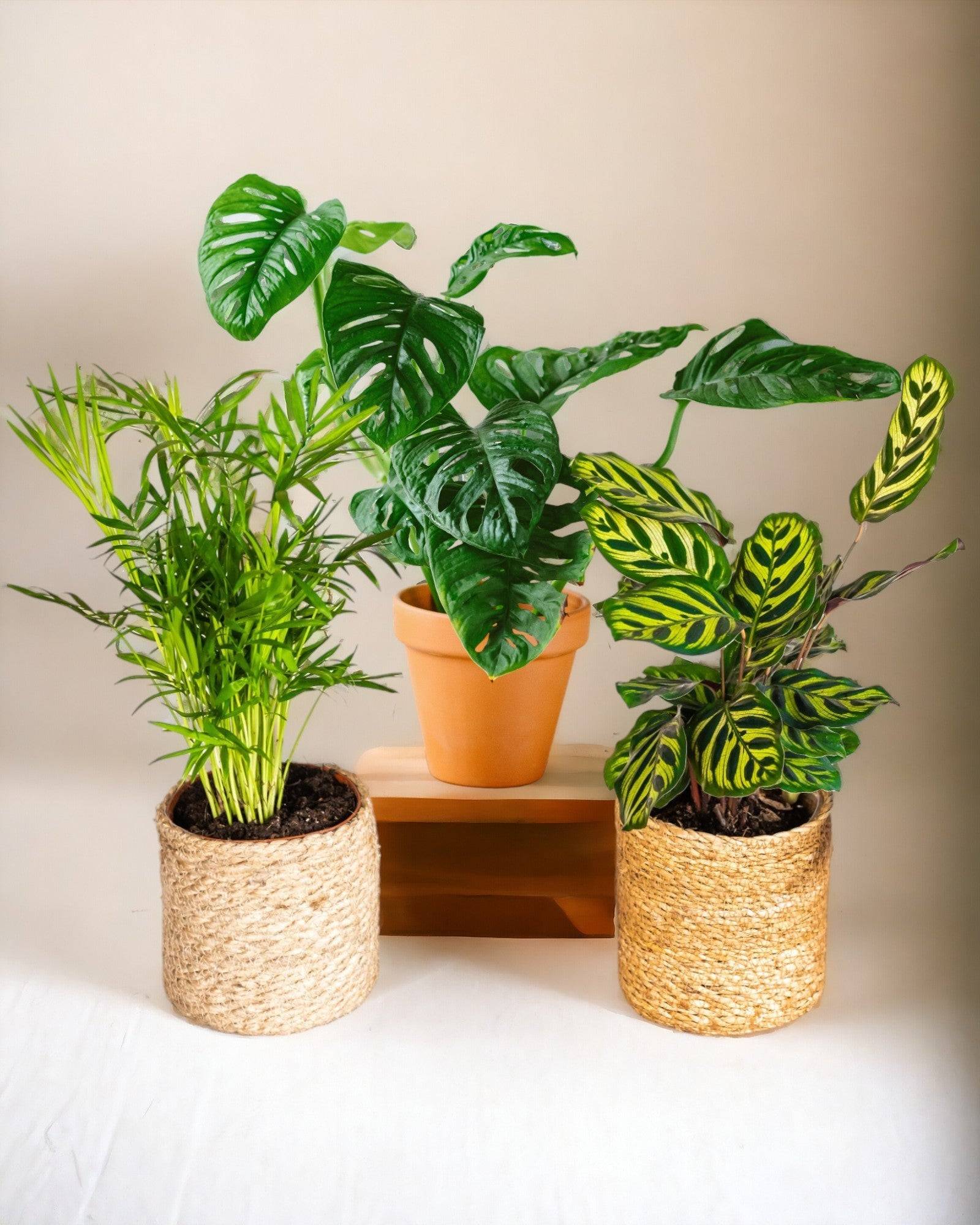 Coffret Plantes Jungle Fever 50cm - D12 H50cm