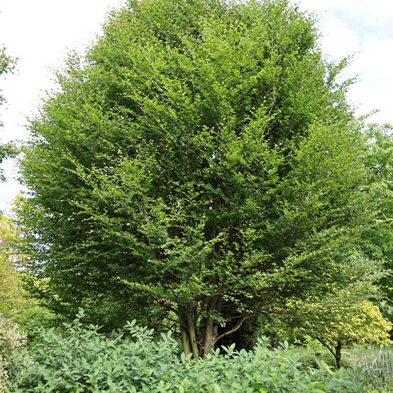 Fagus sylvatica Skrzat - Hêtre nain Pot de 4L/5L