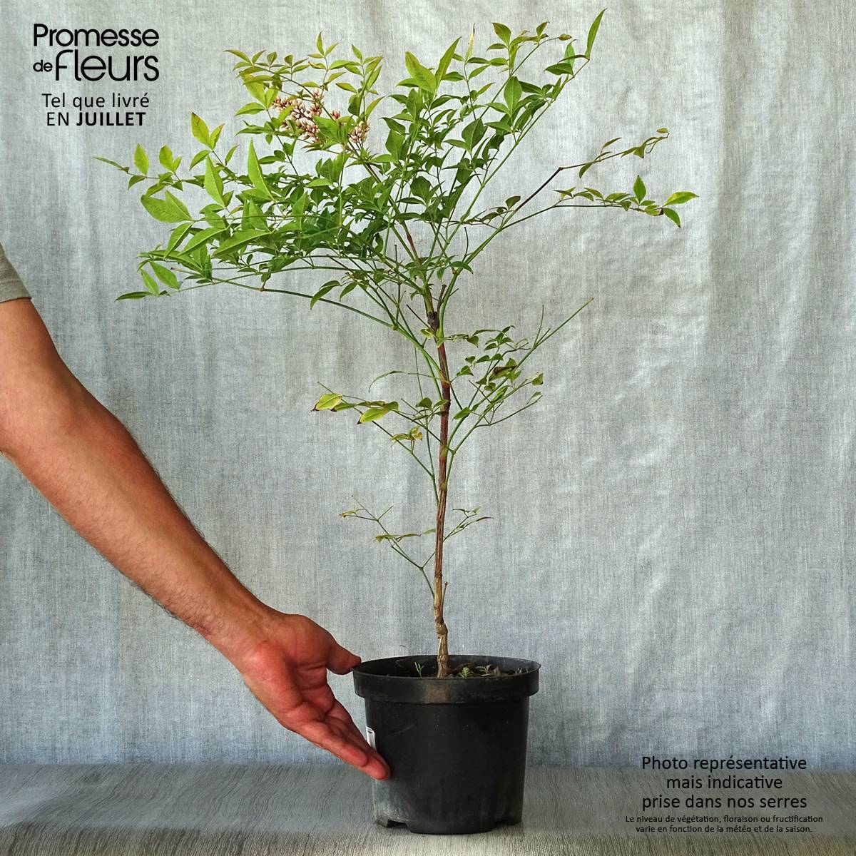 Promesse de Fleurs - Nandina domestica Richmond - Bambou sacré Pot de 2L/3L - Image 2