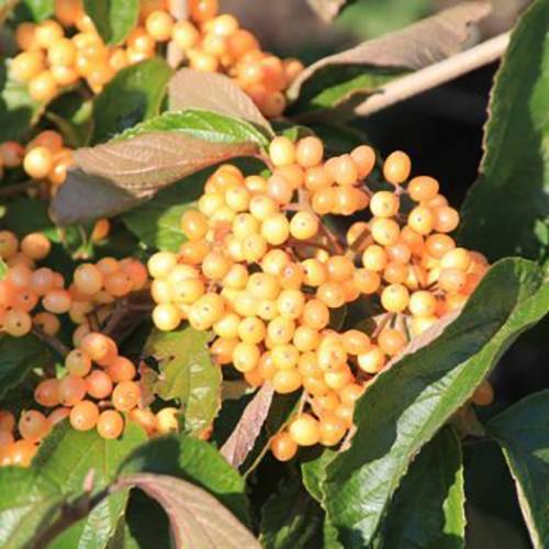 Viburnum dilatatum Michael Dodge Pot de 4L/5L - Image 1