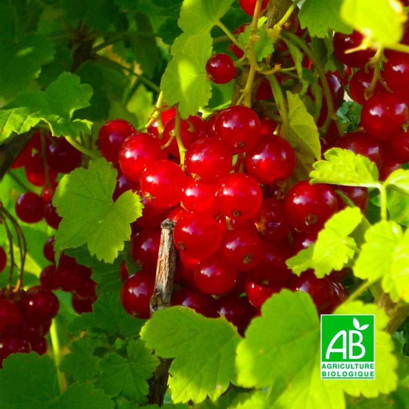 Groseillier à grappes 'Versaillaise rouge' BIO (Ribes rubrum 'Versaillaise rouge') - Godet 9cm - Pépinières Naudet