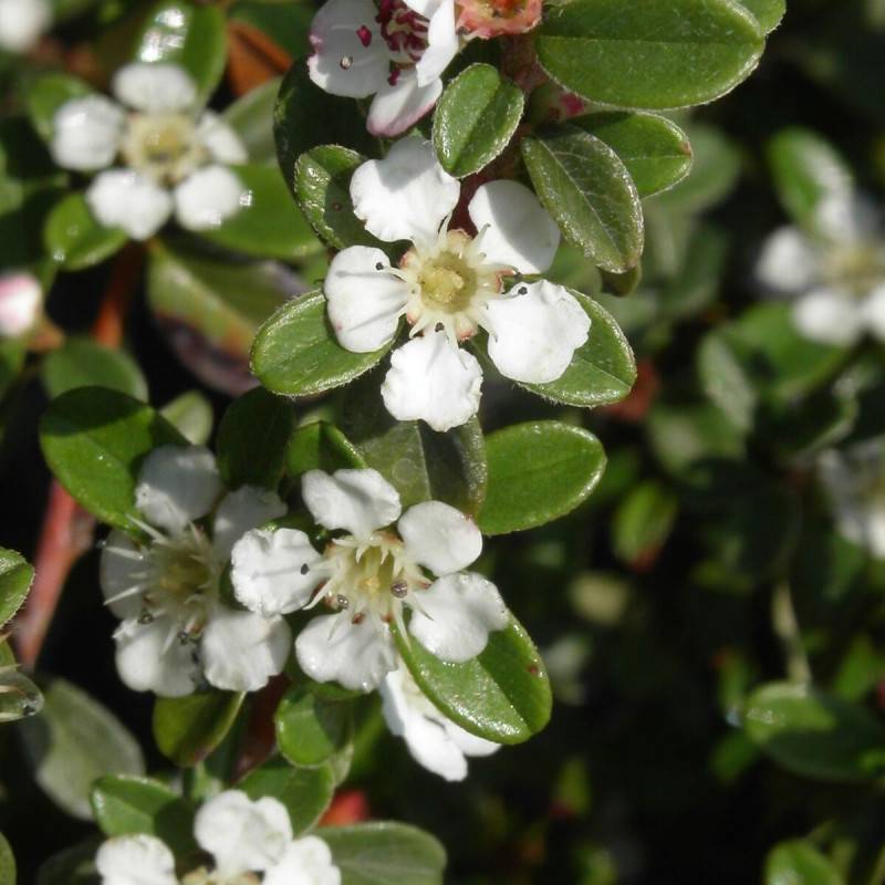 Cotoneaster rampant Eichholz no 1, Cotonéaster à fleurs Blanche - feuillage Semi-Persistant - Pot de 3L - 20/40 cm-  hauteur à maturité De 0,15 m à 0, - Image 1