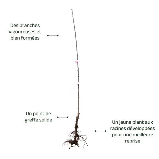 Cerisier bigarreau 'Van' (Prunus avium 'Van') - Scion de 150cm - Pépinières Naudet - Image 4