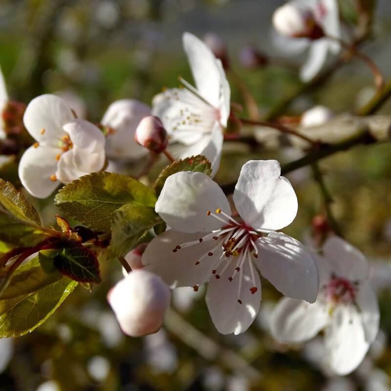 Cerisier bigarreau 'Van' (Prunus avium 'Van') - Scion de 150cm - Pépinières Naudet - Image 5