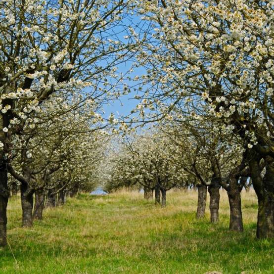 Cerisier bigarreau 'Van' (Prunus avium 'Van') - Scion de 150cm - Pépinières Naudet - Image 2