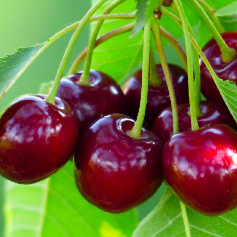 Cerisier bigarreau 'Van' (Prunus avium 'Van') - Scion de 150cm - Pépinières Naudet - Image 1