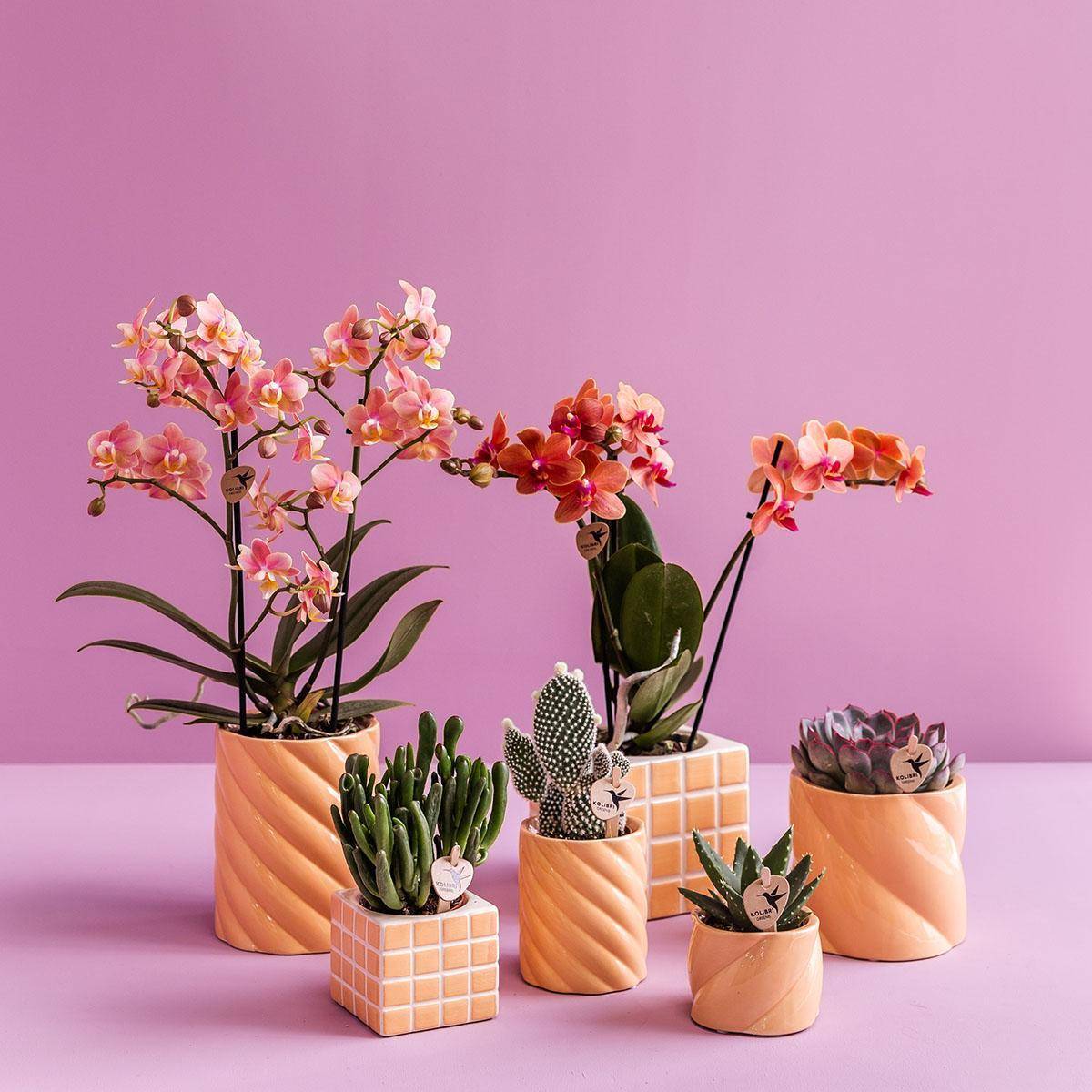 Pot décoratif Mosa Orange- La Green Touch - Image 7