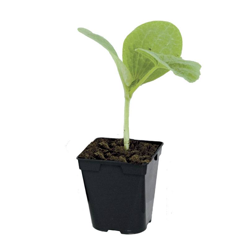 Plant de potimarron Uchiki Kuri f1  pot de 0,5 litre - Image 2