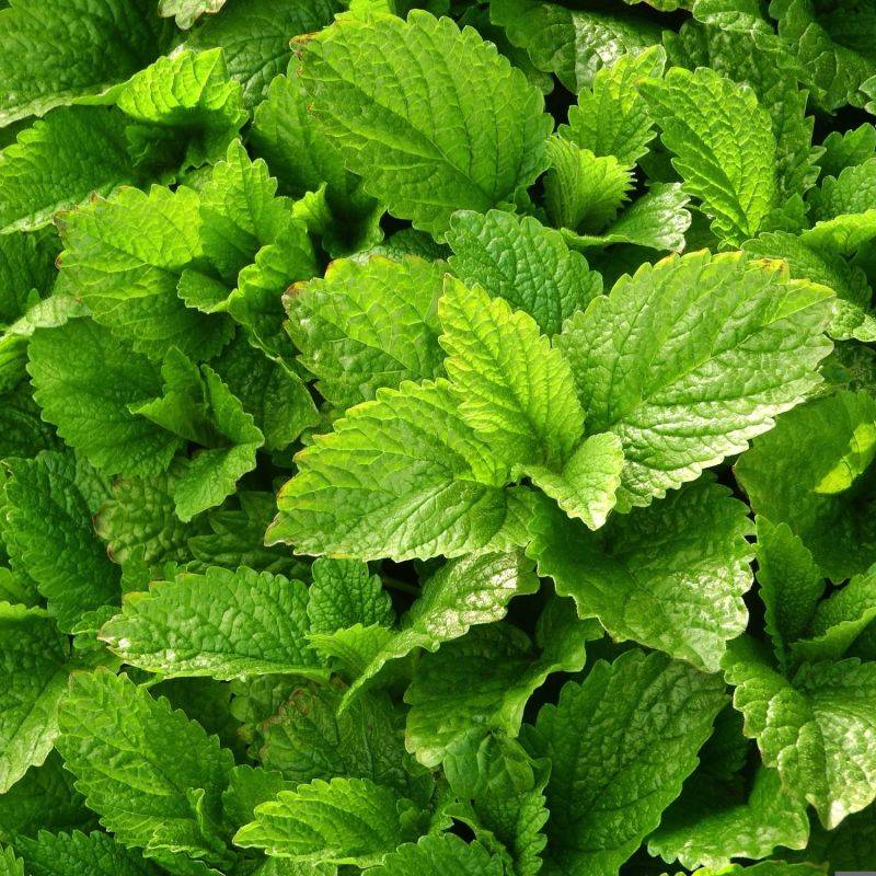 Mélisse officinale (Melissa officinalis) - Godet 9cm - Pépinières Naudet