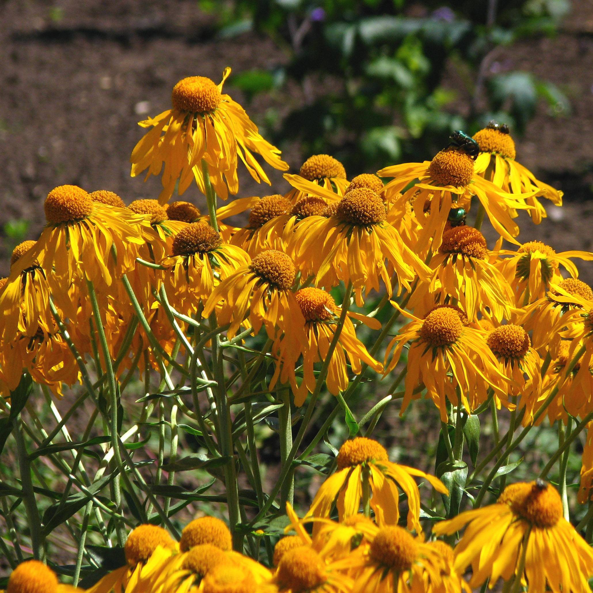 Promesse de Fleurs - Hélénium hoopesii - Hélénie de Hoopes Godet de 8/9 cm