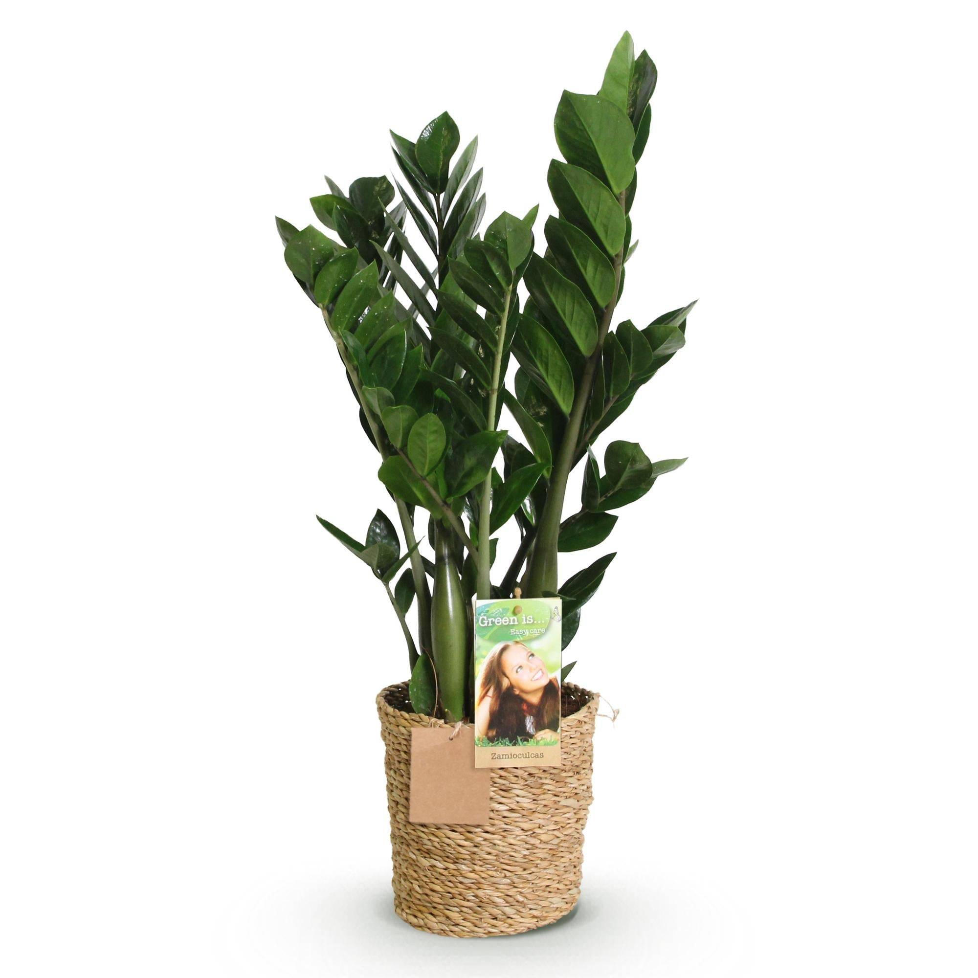 Zamioculcas - D17 H75cm - Image 3