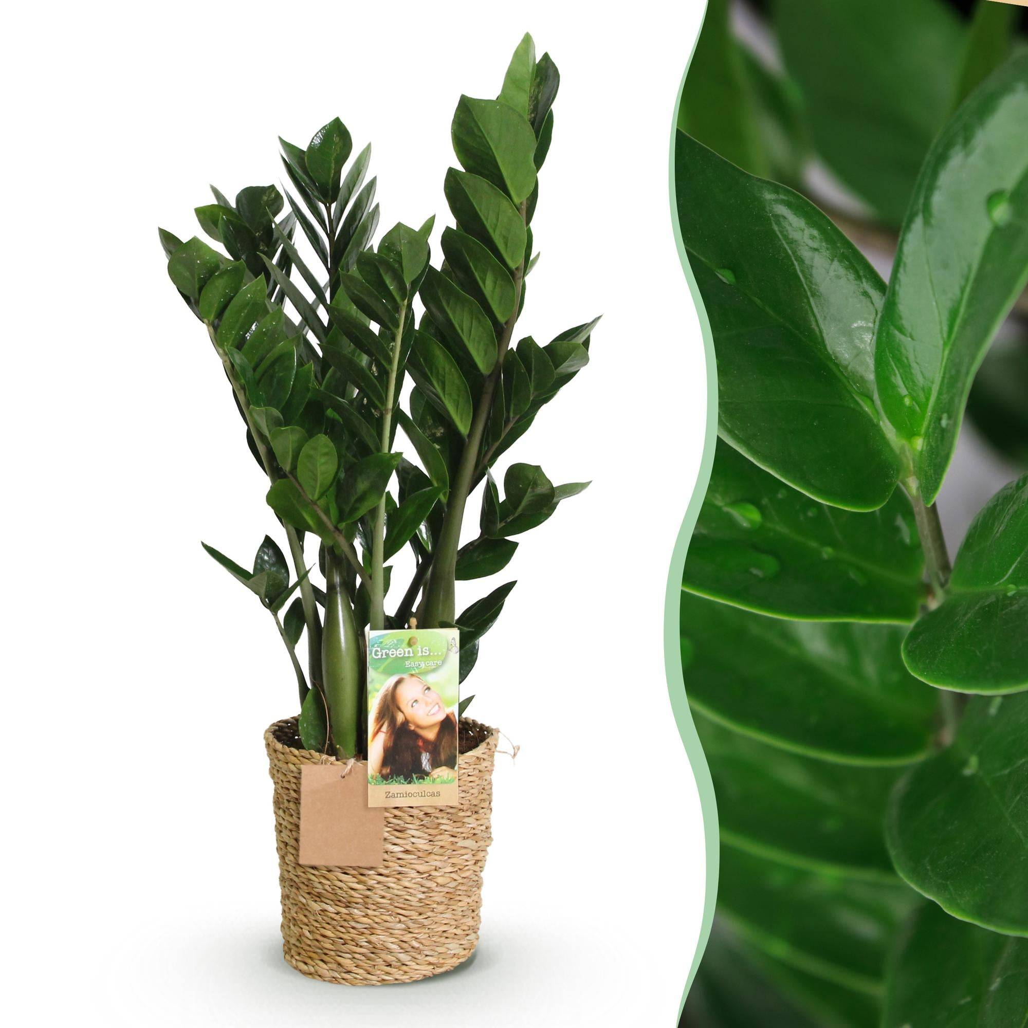 Zamioculcas - D17 H75cm - Image 2