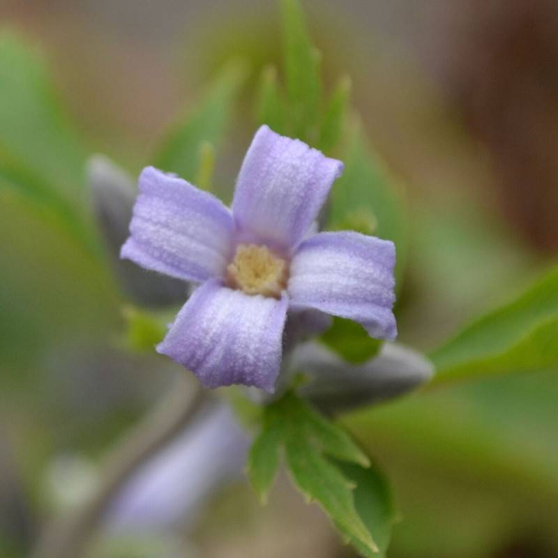 Clématite heracleifolia Côte d'Azur à fleurs Bleue - feuillage Caduc - Godet - 5/20 cm-  hauteur à maturité De 1,00 m à 1,50 m - Image 1