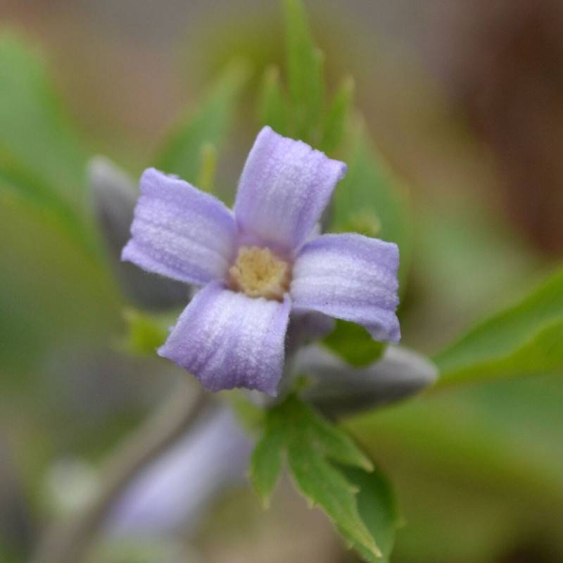 Clématite heracleifolia Côte d'Azur à fleurs Bleue - feuillage Caduc - Godet - 5/20 cm-  hauteur à maturité De 1,00 m à 1,50 m - Image 5