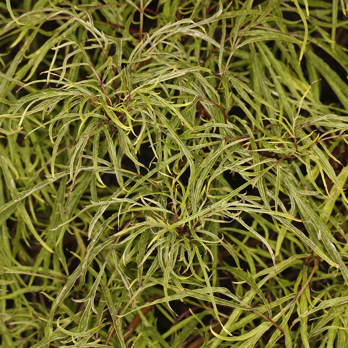 Sureau à grappes - Sambucus racemosa Tenuifolia Pot de 4L/5L