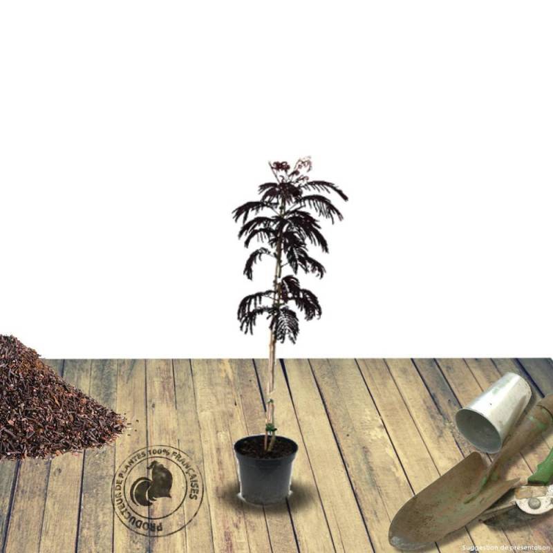 Arbre à soie Summer Chocolate, Albizia à fleurs Rose - feuillage Caduc - Pot de 4L - 40/60 cm-  hauteur à maturité De 5,00 m à 10,00 m - Image 2