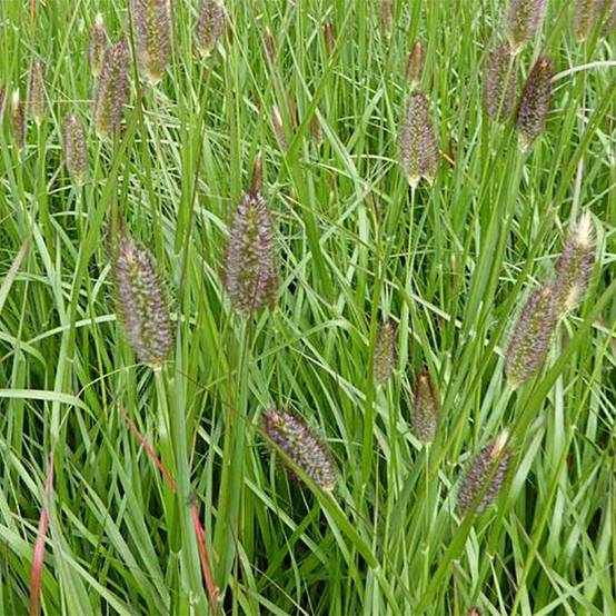 Pennisetum massaicum Red Bunny Tail Godet de 8/9 cm