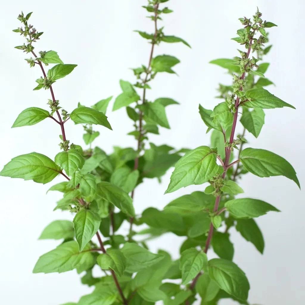 250 Graines de Basilic Sacré Tulsi - SemiSauvage Permaculture - Image 1