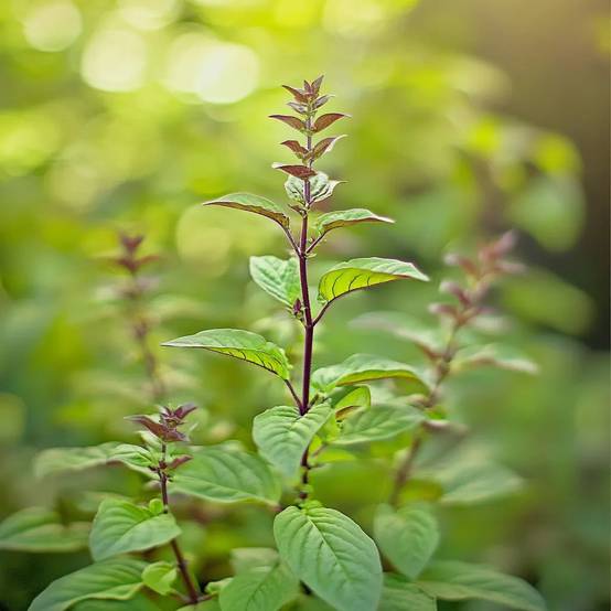 250 Graines de Basilic Sacré Tulsi - SemiSauvage Permaculture - Image 2