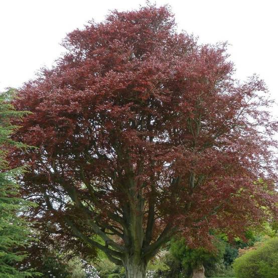Hêtre commun Pourpre - Pot de 35L - 250/300 cm