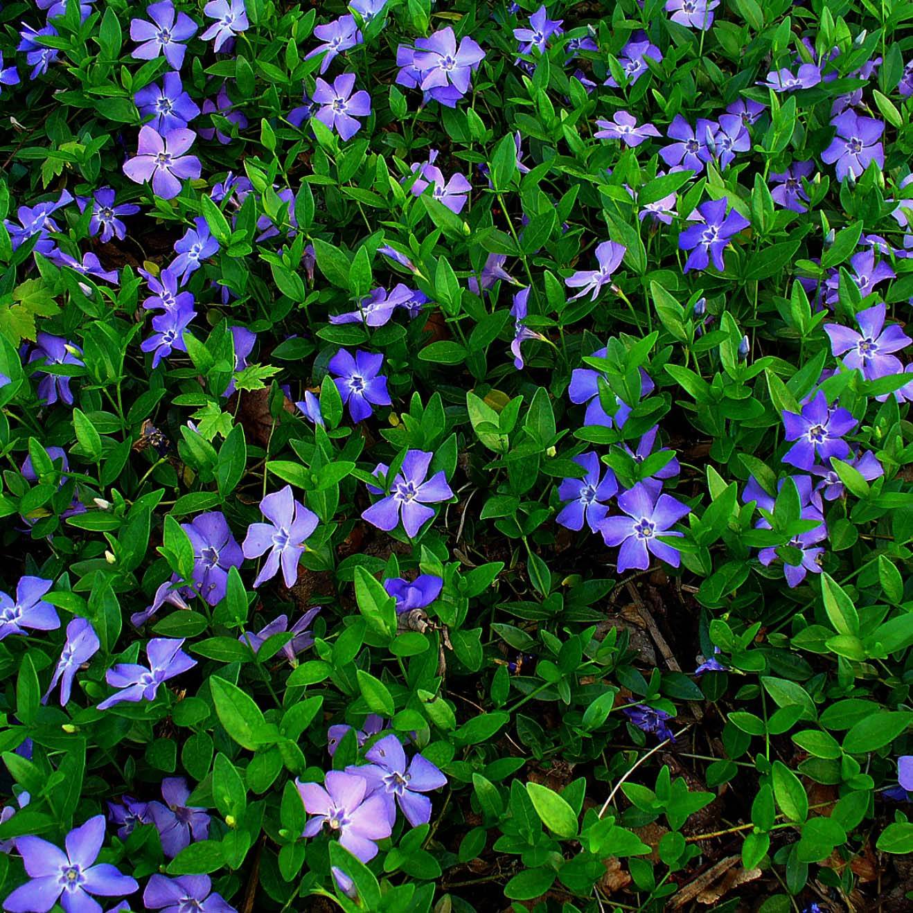 Vinca minor- Petite pervenche Godet de 7/8 cm