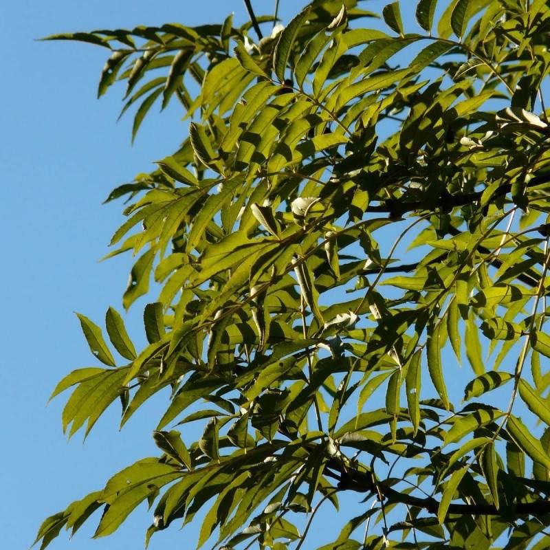 Frêne d'Australie Raywood, Fraxinus - Pot de 15L - Tige 10/12 - Haut. 150/175 cm
