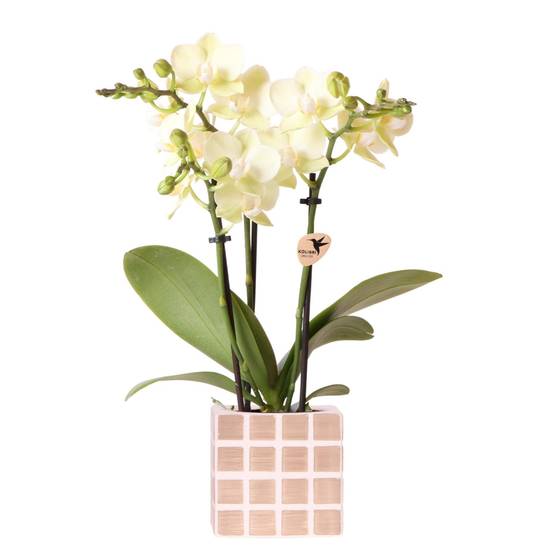 Orchidée Phalaenopsis Jaune et son pot- La Green Touch Mosaique Brun - Hauteur 35cm