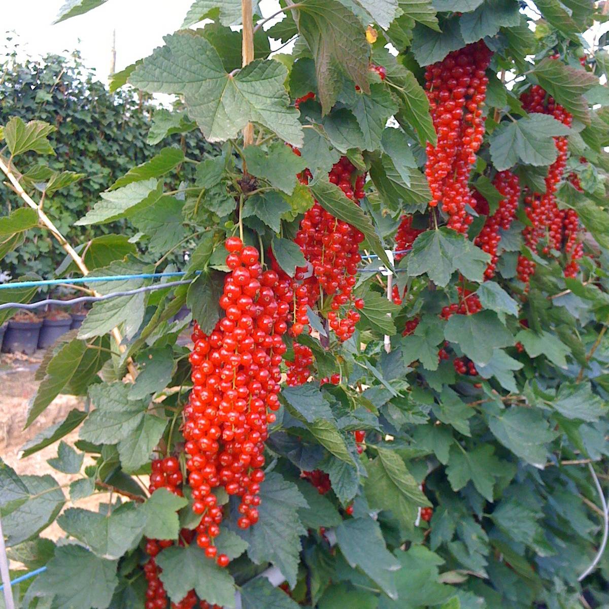 Groseillier à grappes Rovada Pot de 1,5L/2L, Buisson