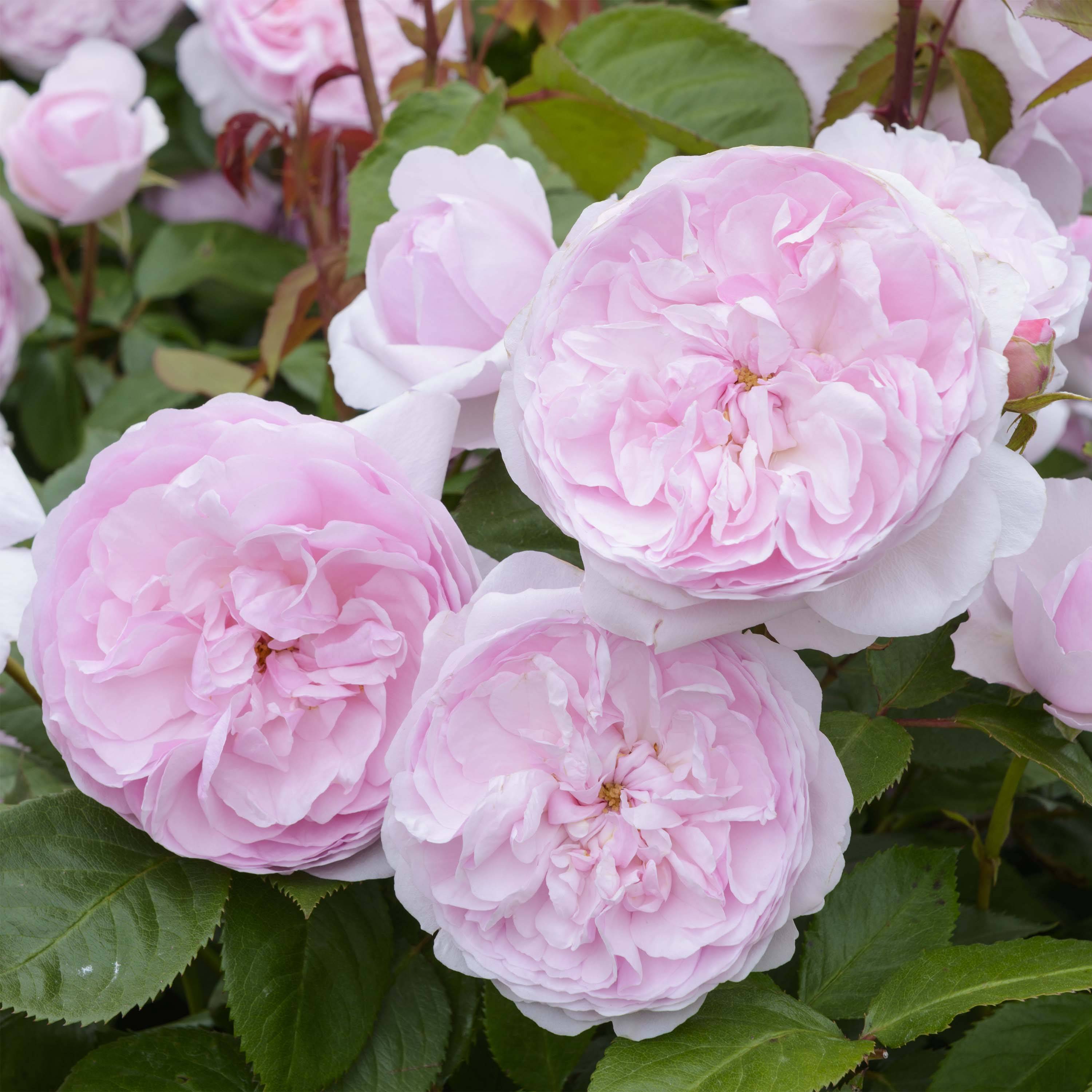 Promesse de Fleurs - Rosier Tige David Austin Olivia Rose Austin Grandes Racines nues, Tige, Tige de 70/90