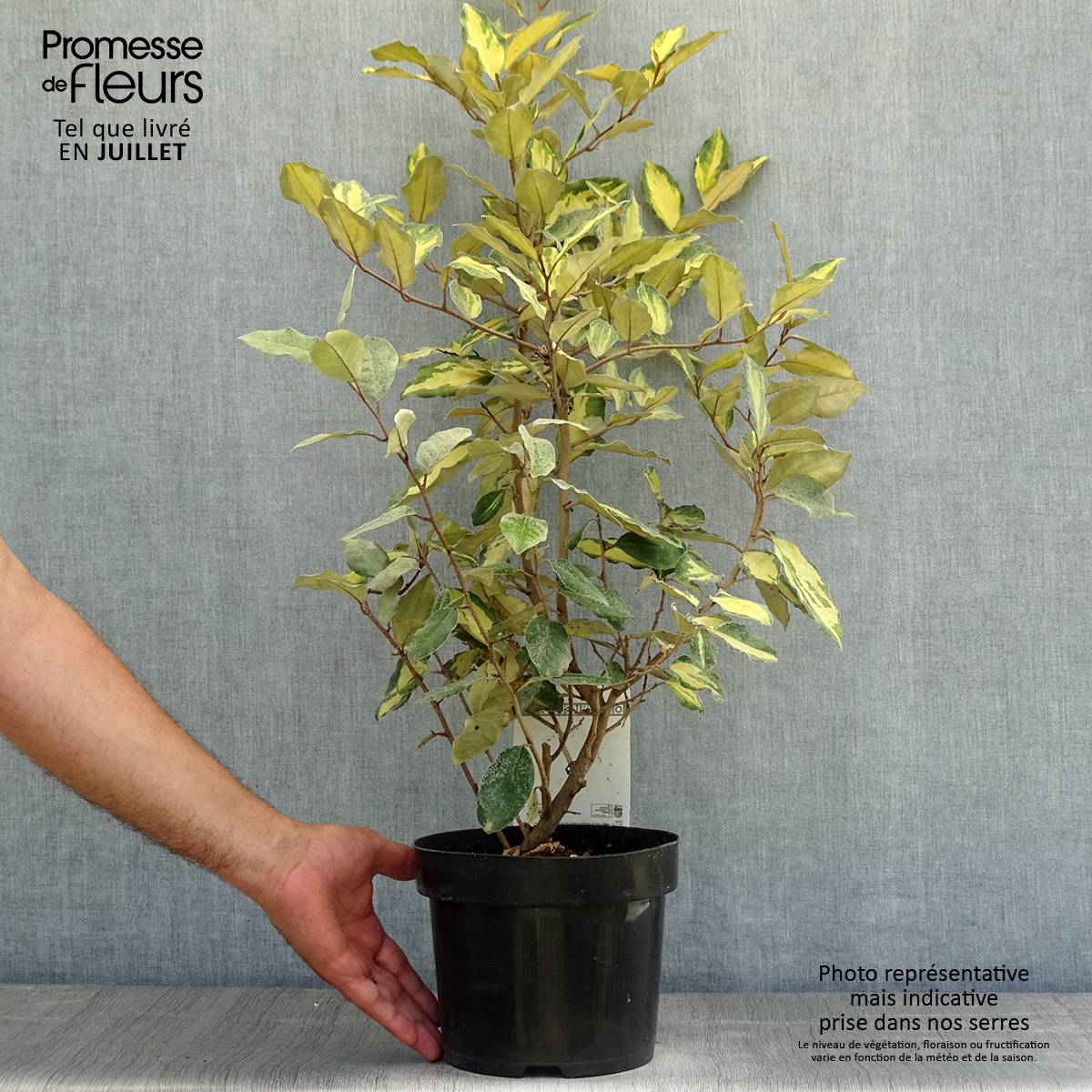 Promesse de Fleurs - Elaeagnus ebbingei Eleador - Chalef Pot de 3L/4L - Image 2