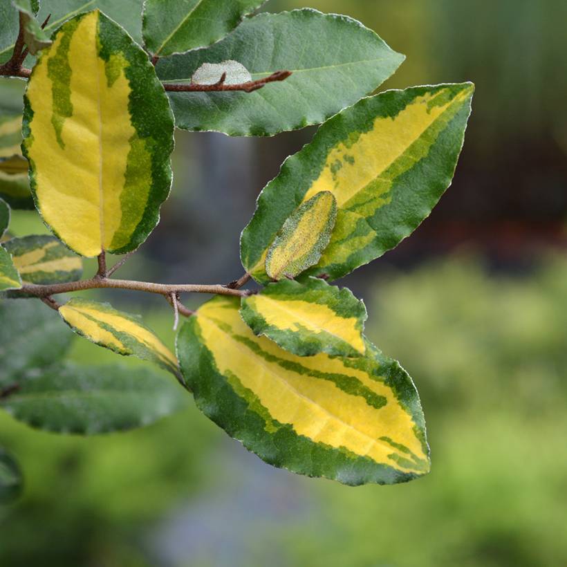 Promesse de Fleurs - Elaeagnus ebbingei Eleador - Chalef Pot de 3L/4L