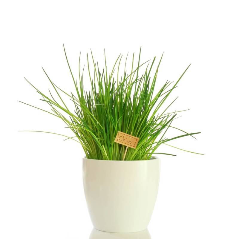 Ciboulette (Allium Schoenoprasum) - Godet - Taille 10cm - Pépinières Naudet - Image 2
