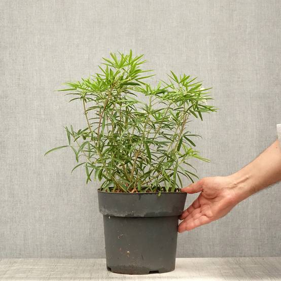Choisya Aztec Pearl - Oranger du Mexique Pot de 4L/5L - Image 2