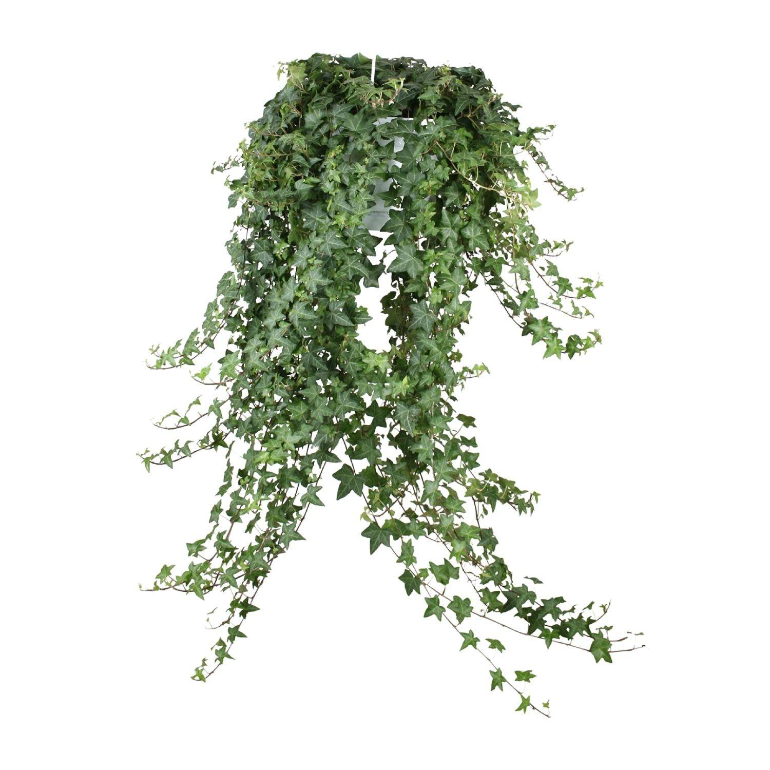 Hedera Helix Pitsburg - D24 - Image 2