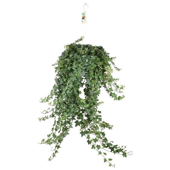 Hedera Helix Pitsburg - D24 - Image 1