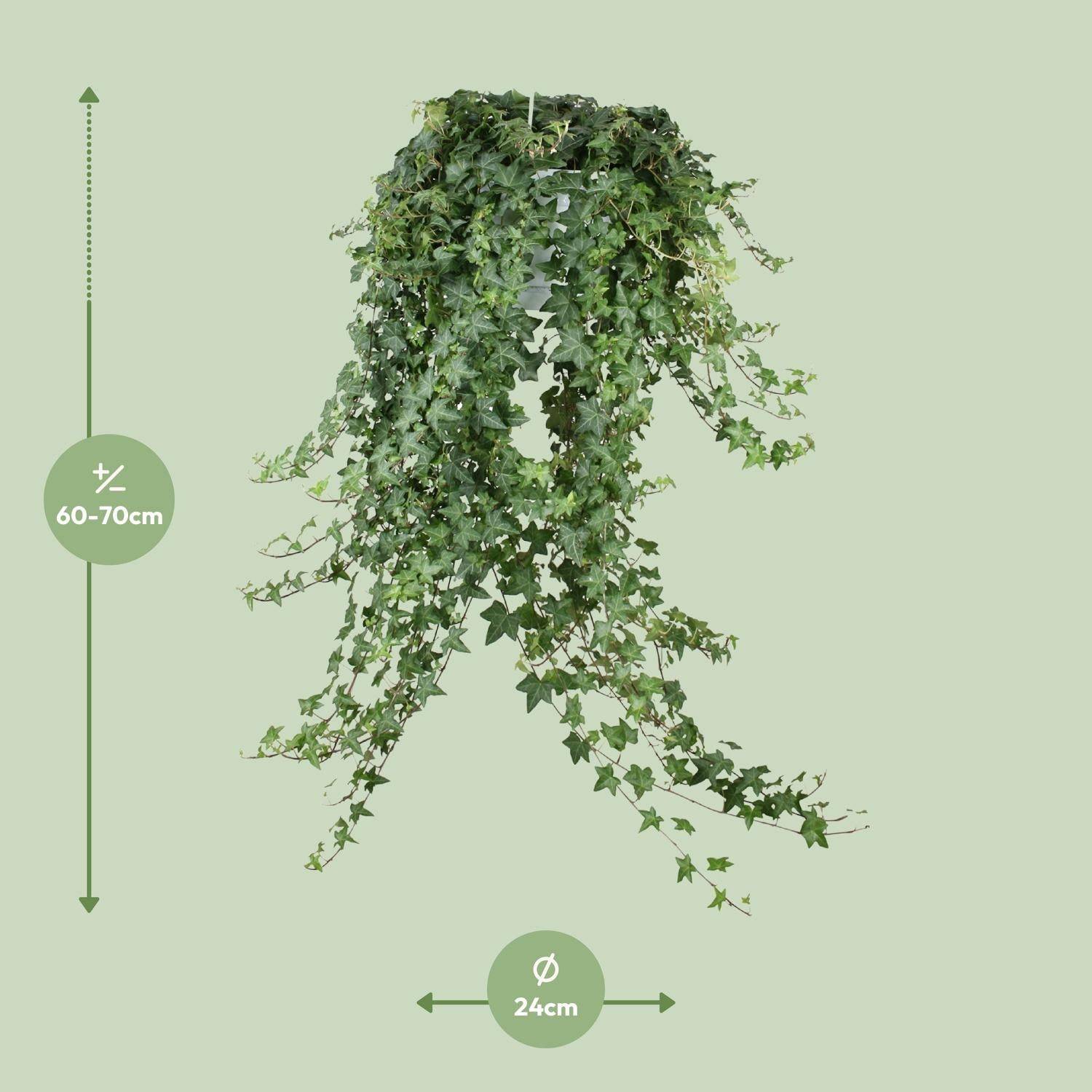 Hedera Helix Pitsburg - D24 - Image 4