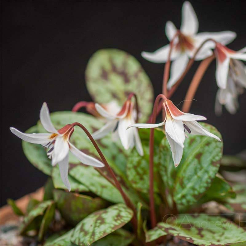 Promesse de Fleurs - Erythronium dens canis Snowflake Bulbe calibre I (par 3)
