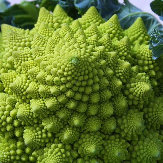 Promesse de Fleurs - Chou Brocoli Romanesco le sachet de 200 graines environ (1g)